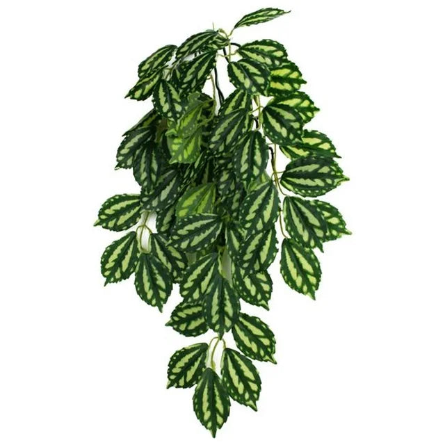 Komodo TwoToned Leaf Hanging Plant