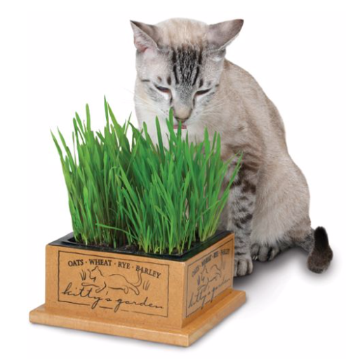 KITTYS GARDEN WOODEN PLANTER W/ CAT GRASS