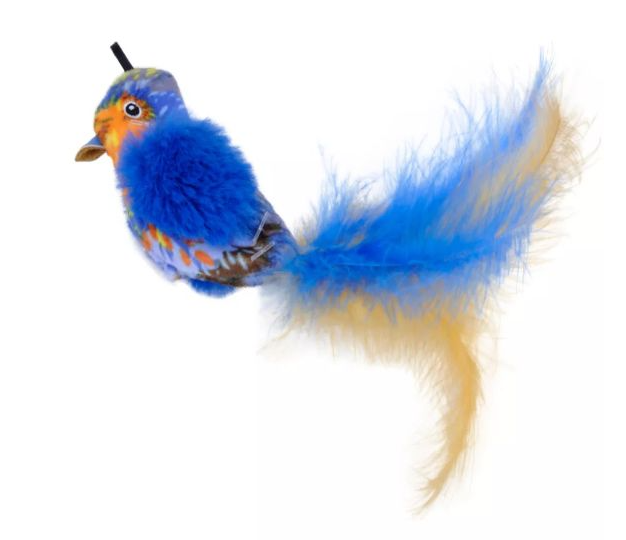 Coastal Blue Bird