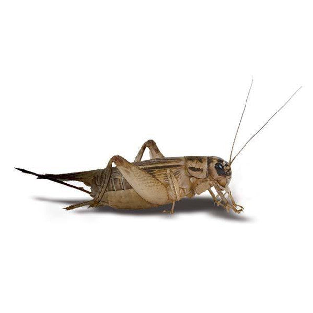 Live Crickets Medium / Large