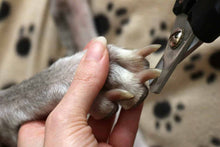 Load image into Gallery viewer, Nail Trim with buffing
