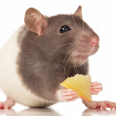 Med/Large Live Feeding Rat