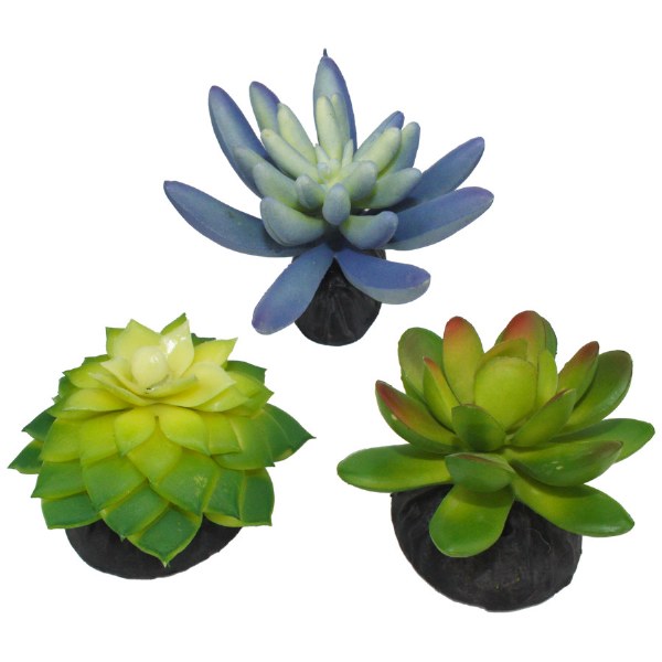Komodo Plant Succulents 3pk